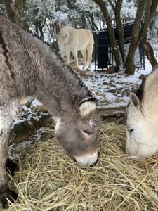 le nourrissage des chevaux sous la neige