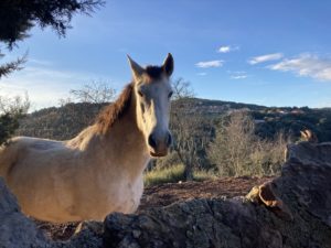 les chevaux du Mas Picagnol