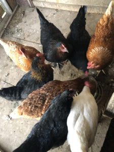 les poules du Mas Picagnol