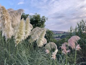 village de Oms perdu dans la pampa