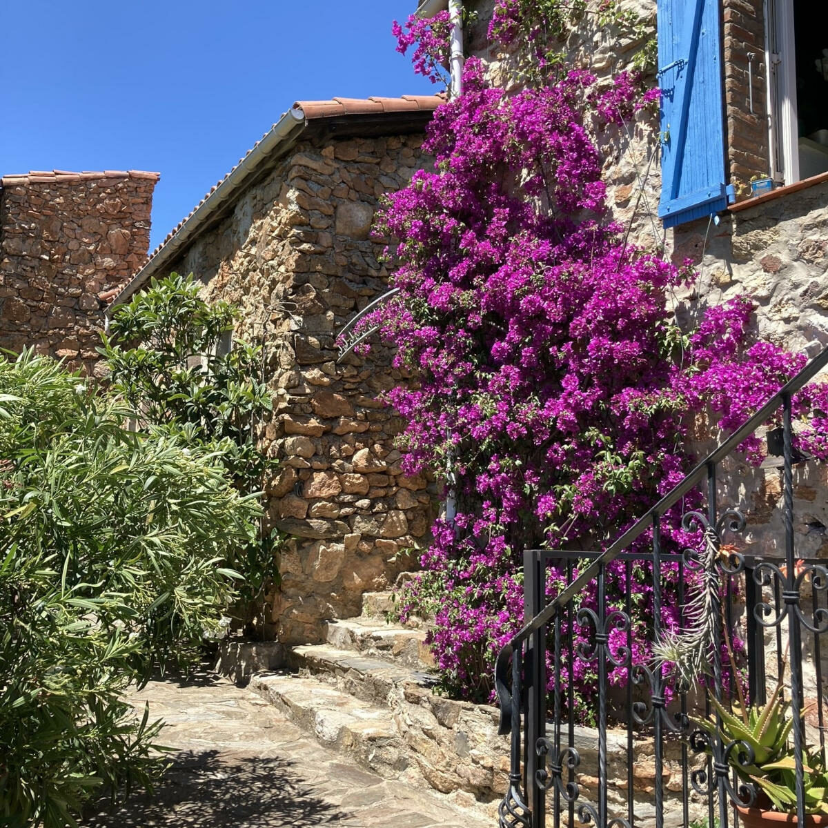bougainvillier en fleurs